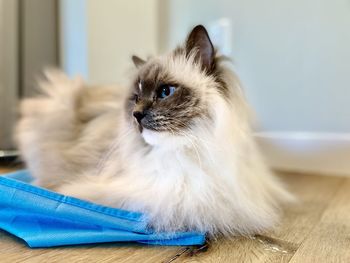 A handsome, male, ragdoll cat with bright blue eyes looks off to the side. 