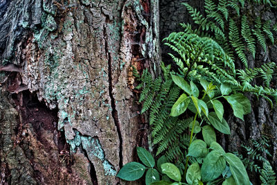 Close-up of lichen on tree trunk