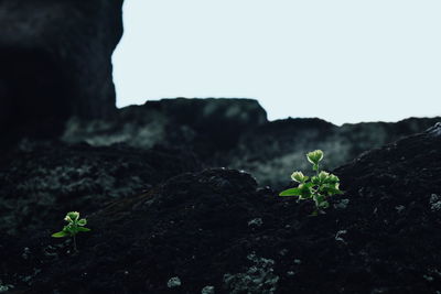 Close-up of plants growing on rocks