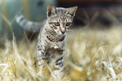 Portrait of a cat on field