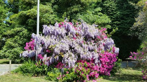 Pink flowers blooming in park