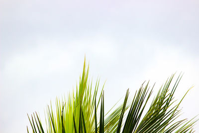 Low angle view of palm tree against sky