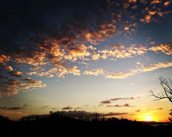 Silhouette of trees at sunset