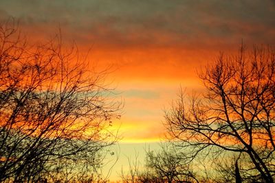 Silhouette trees against sky during sunset