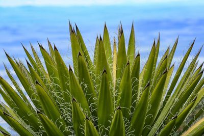 Close-up of stalks in field against sky