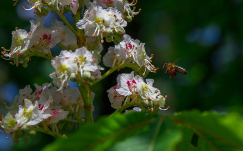 Close-up of bee on flowers
