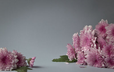 Close-up of pink flower vase against white background