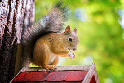 Close-up of squirrel on birdhouse