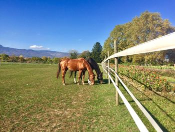 Horse grazing on field against sky