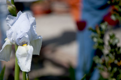 Close-up of white flower blooming outdoors