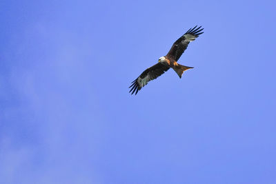 Low angle view of eagle flying in sky
