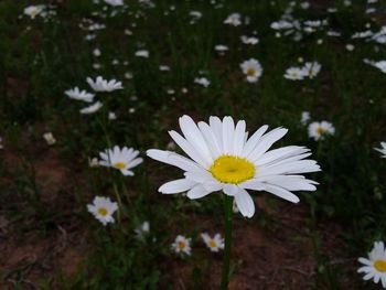Close-up of white daisy blooming outdoors