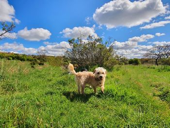 View of a dog on field