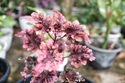 Close-up of pink flowering plant