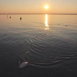 View of birds in sea at sunset