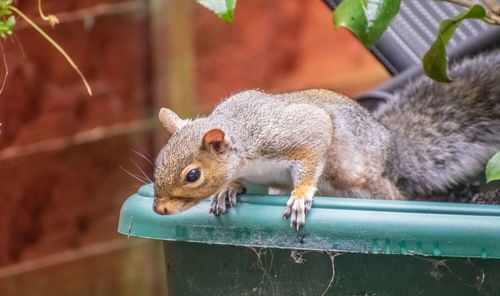 Close-up of squirrel