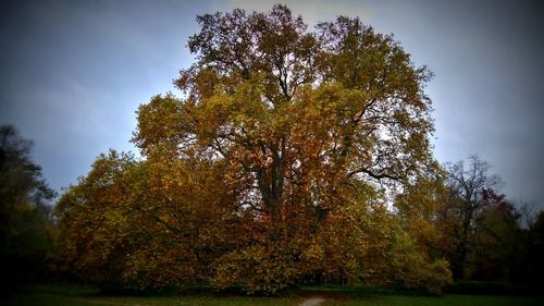 Low angle view of trees against sky