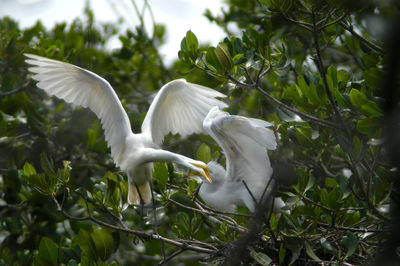 Bird flying over white background