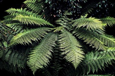 Full frame shot of tree leaves