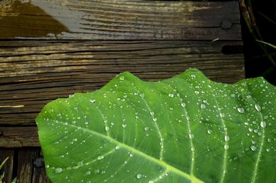 Close-up of leaves on leaf