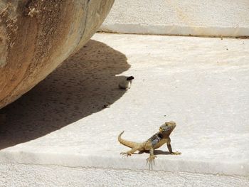Lizard on ground