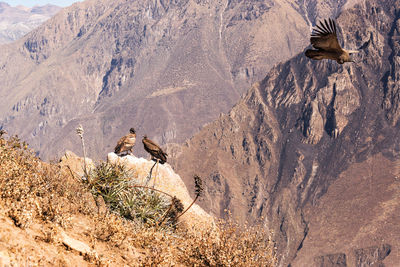 Three andean condors in colca canyon