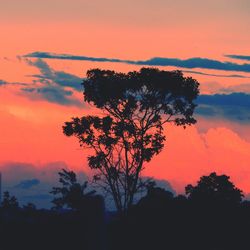 Silhouette tree against dramatic sky during sunset