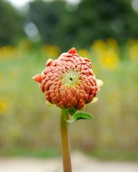 Close-up of flower blooming outdoors