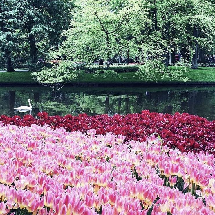 PINK WATER LILY FLOWERS ON LAKE