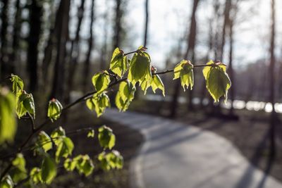 Close-up of green flowering plant