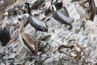 Pelicans perching on rock formation