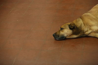High angle view of a dog looking away