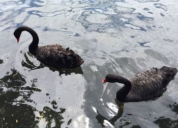 Duck swimming in lake