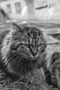 Close-up of a cat with eyes closed