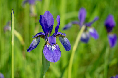 Close-up of purple flowering plant