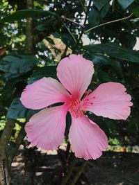 Close-up of pink flower blooming outdoors