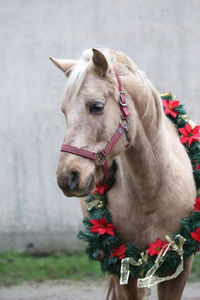 Close-up of a horse