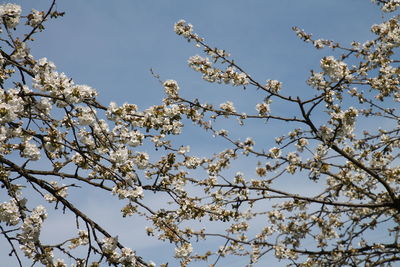 Low angle view of flowers blooming on tree