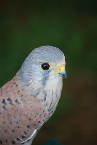 Breathtaking falcon with white and light blue feathers