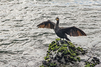 Bird flying over rock