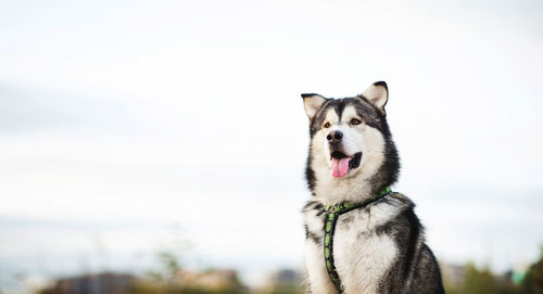 Portrait of dog looking away against sky