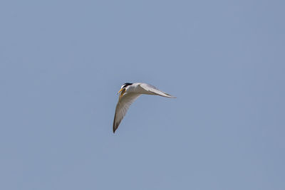 Low angle view of seagull flying in sky