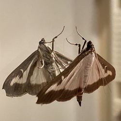 Close-up of butterfly flying