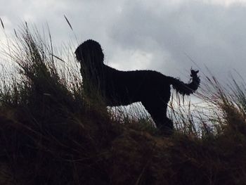 Horse against sky