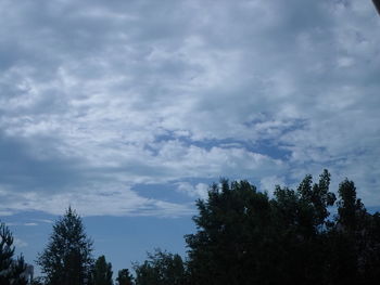 Low angle view of trees against sky