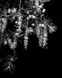 Low angle view of trees