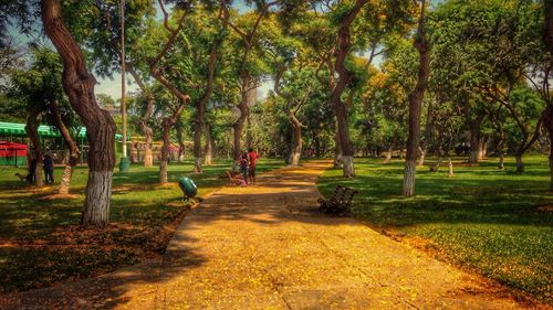 Trees in park against sky