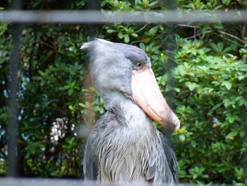 Close-up of duck