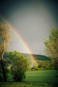 Scenic view of rainbow over trees on field