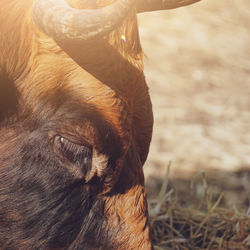 Close-up of dog on field